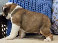 Bulldozer, a male English Bulldog for sale in Shippensburg, PA – Photo 6 of 7