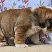 Bulldozer, a male English Bulldog for sale in Shippensburg, PA – Photo 7 of 7