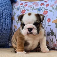 Bulldozer, a male English Bulldog for sale in Shippensburg, PA – Photo 4 of 7