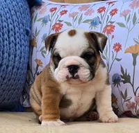 Bulldozer, a male English Bulldog for sale in Shippensburg, PA – Photo 4 of 7