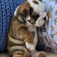 Bulldozer, a male English Bulldog for sale in Shippensburg, PA – Photo 1 of 7