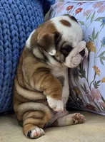 Bulldozer, a male English Bulldog for sale in Shippensburg, PA – Photo 1 of 7