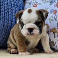 Bulldozer, a male English Bulldog for sale in Shippensburg, PA – Photo 5 of 7