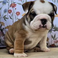 Bulldozer, a male English Bulldog for sale in Shippensburg, PA – Photo 2 of 7