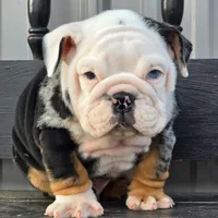 Magnum, a male English Bulldog for sale in Shippensburg, PA – Photo 2 of 6