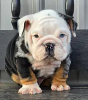 Magnum, a male English Bulldog for sale in Shippensburg, PA – Photo 2 of 6