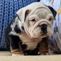 Magnum, a male English Bulldog for sale in Shippensburg, PA – Photo 4 of 6