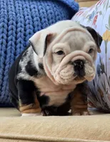 Magnum, a male English Bulldog for sale in Shippensburg, PA – Photo 4 of 6