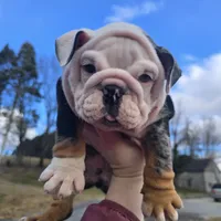 Magnum, a male English Bulldog for sale in Shippensburg, PA – Photo 6 of 6