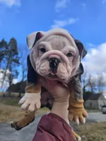 Magnum, a male English Bulldog for sale in Shippensburg, PA – Photo 6 of 6