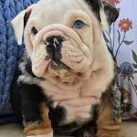 Magnum, a male English Bulldog for sale in Shippensburg, PA – Photo 5 of 6