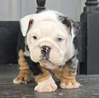 Magnum, a male English Bulldog for sale in Shippensburg, PA – Photo 1 of 6