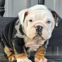 Magnum, a male English Bulldog for sale in Shippensburg, PA – Photo 3 of 6