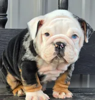 Magnum, a male English Bulldog for sale in Shippensburg, PA – Photo 3 of 6