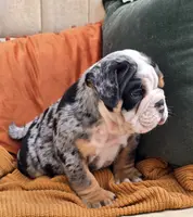 Hank, a male English Bulldog for sale in Shippensburg, PA – Photo 5 of 5