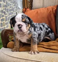 Hank, a male English Bulldog for sale in Shippensburg, PA – Photo 3 of 5
