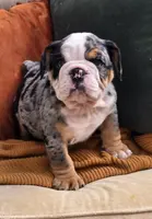 Hank, a male English Bulldog for sale in Shippensburg, PA – Photo 4 of 5