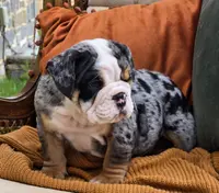 Hank, a male English Bulldog for sale in Shippensburg, PA – Photo 1 of 5
