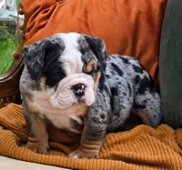 Hank, a male English Bulldog for sale in Shippensburg, PA – Photo 2 of 5