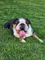 Bo, a male English Bulldog for sale in Shippensburg, PA – Photo 8 of 8