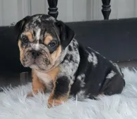 Bo, a male English Bulldog for sale in Shippensburg, PA – Photo 3 of 8