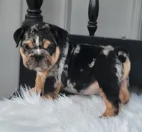 Bo, a male English Bulldog for sale in Shippensburg, PA – Photo 1 of 8