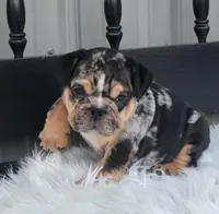 Bo, a male English Bulldog for sale in Shippensburg, PA – Photo 2 of 8