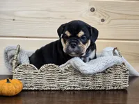 Hammer, a male English Bulldog for sale in Shippensburg, PA – Photo 2 of 6