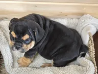 Hammer, a male English Bulldog for sale in Shippensburg, PA – Photo 6 of 6