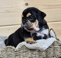 Hammer, a male English Bulldog for sale in Shippensburg, PA – Photo 5 of 6