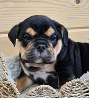 Hammer, a male English Bulldog for sale in Shippensburg, PA – Photo 1 of 6