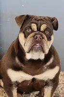 Hammer, a male English Bulldog for sale in Shippensburg, PA – Photo 3 of 6