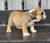 Timber, a male English Bulldog for sale in Shippensburg, PA – Photo 3 of 7