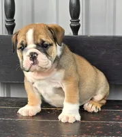 Timber, a male English Bulldog for sale in Shippensburg, PA – Photo 1 of 7