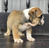 Timber, a male English Bulldog for sale in Shippensburg, PA – Photo 5 of 7
