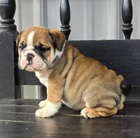 Timber, a male English Bulldog for sale in Shippensburg, PA – Photo 2 of 7