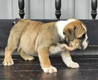 Timber, a male English Bulldog for sale in Shippensburg, PA – Photo 4 of 7