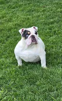Timber, a male English Bulldog for sale in Shippensburg, PA – Photo 6 of 7