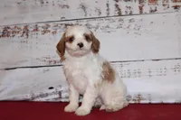 Karl, a male Cavapoo for sale in Medina, NY – Photo 2 of 3
