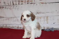 Karl, a male Cavapoo for sale in Medina, NY – Photo 3 of 3