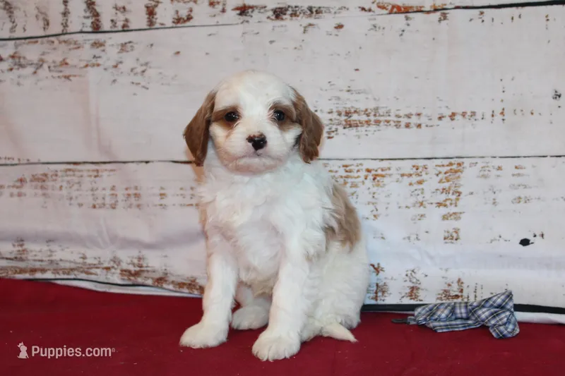 Karl – Cavapoo puppy for sale in Medina, NY