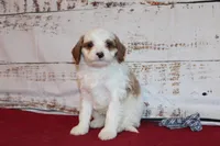 Karl, a male Cavapoo for sale in Medina, NY – Photo 1 of 3