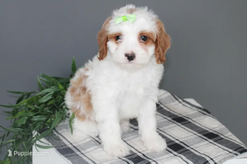 Karl – Cavapoo puppy for sale in Medina, NY