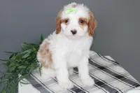 Karl, a male Cavapoo for sale in Medina, NY – Photo 1 of 3