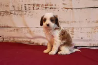 Kailee, a female Cavapoo for sale in Medina, NY – Photo 2 of 2