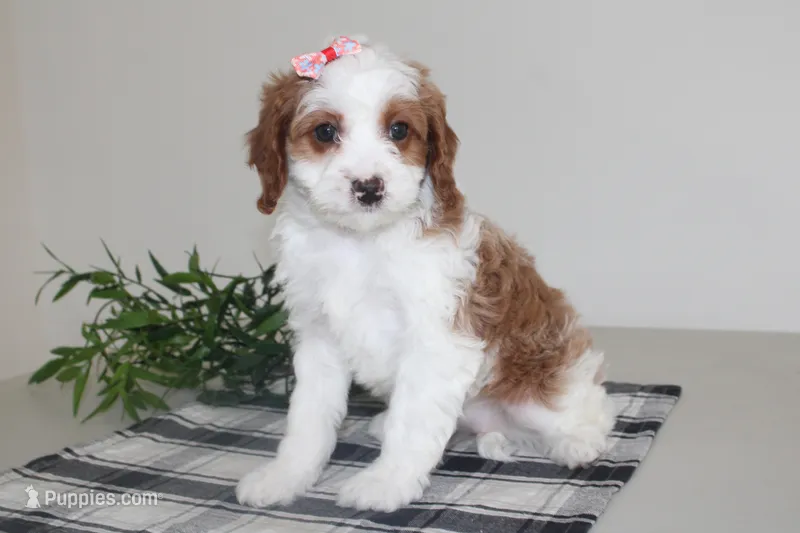 Kailee – Cavapoo puppy for sale in Medina, NY