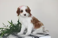 Kailee, a female Cavapoo for sale in Medina, NY – Photo 3 of 3