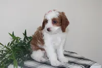 Kailee, a female Cavapoo for sale in Medina, NY – Photo 2 of 3