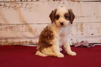 Kailee, a female Cavapoo for sale in Medina, NY – Photo 1 of 2