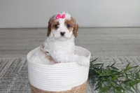 Kacie, a female Cavapoo for sale in Medina, NY – Photo 3 of 3